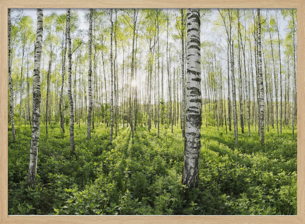 Frühling im Birkenwald | Poster