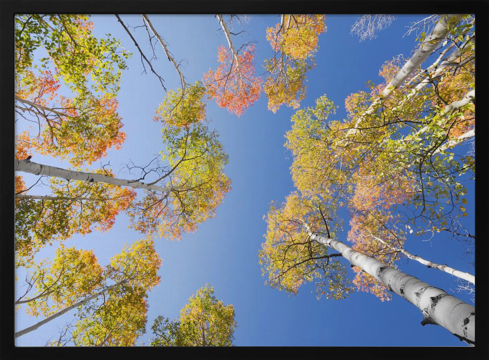 Herbstbirken | Poster