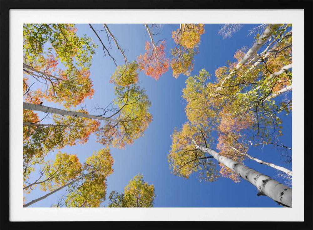 Herbstbirken | Poster