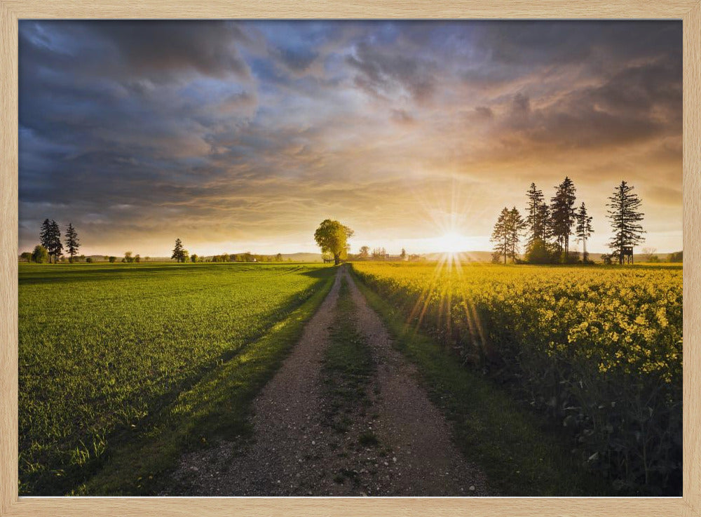 Sommerwiese | Poster
