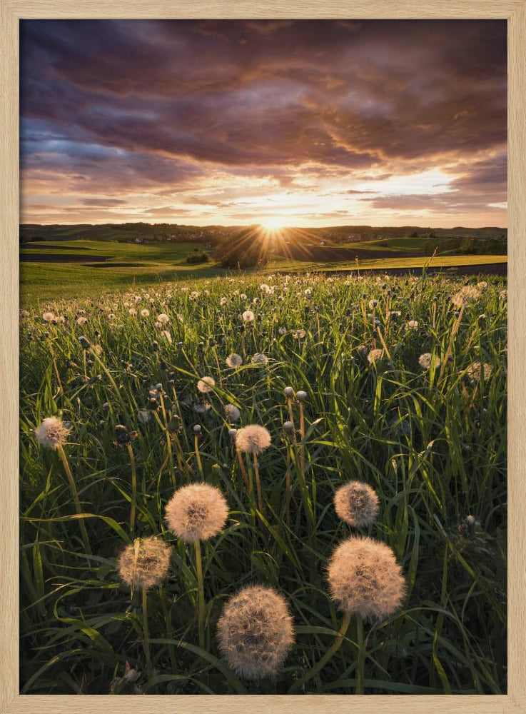 Mohnwelt | Poster