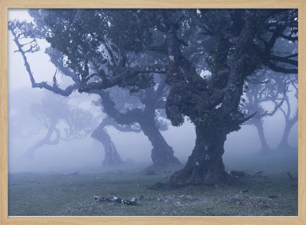 Blue Woods | Poster