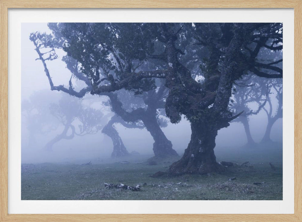 Blue Woods | Poster