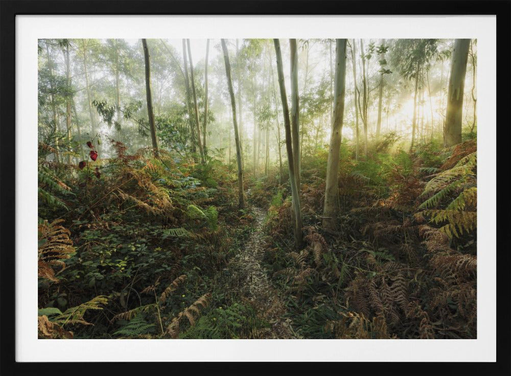 Nebliger Wald II | Poster