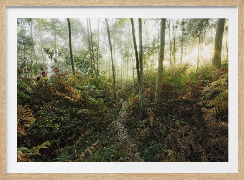 Nebliger Wald II | Poster