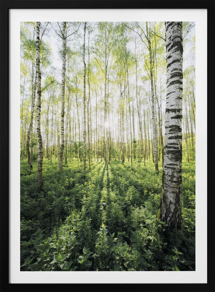Birkenhain vertikal | Poster