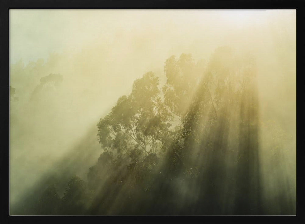 Nebliger Wald III | Poster