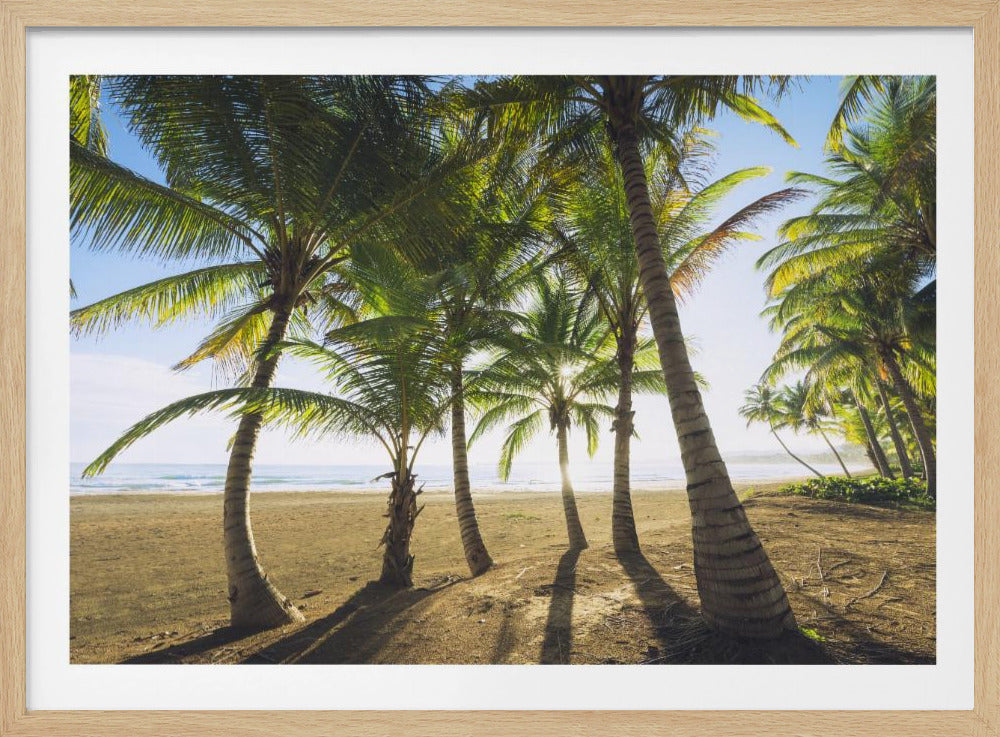 Tropical Morning | Poster