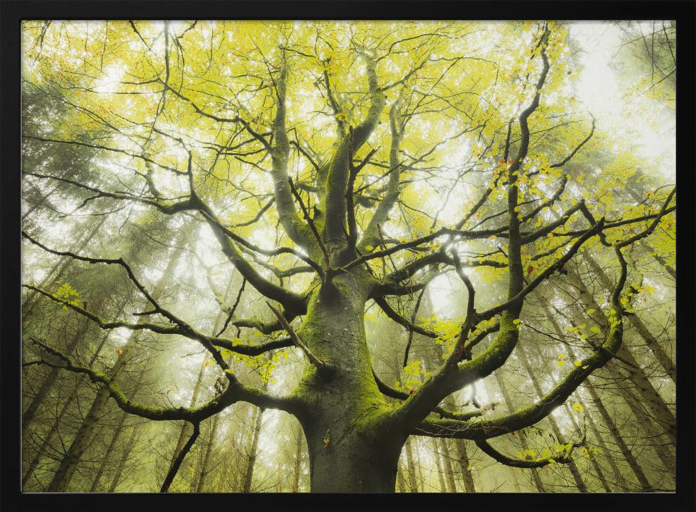 Der Traumbaum | Poster