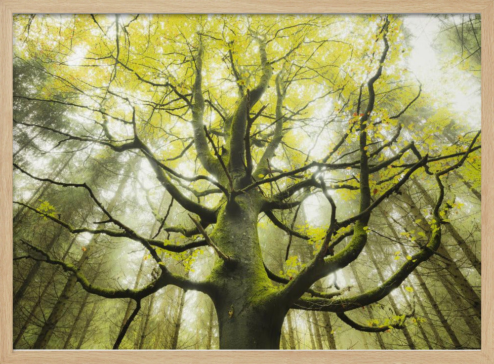 Der Traumbaum | Poster