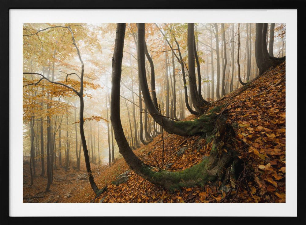 Mystischer Herbstwald | Poster