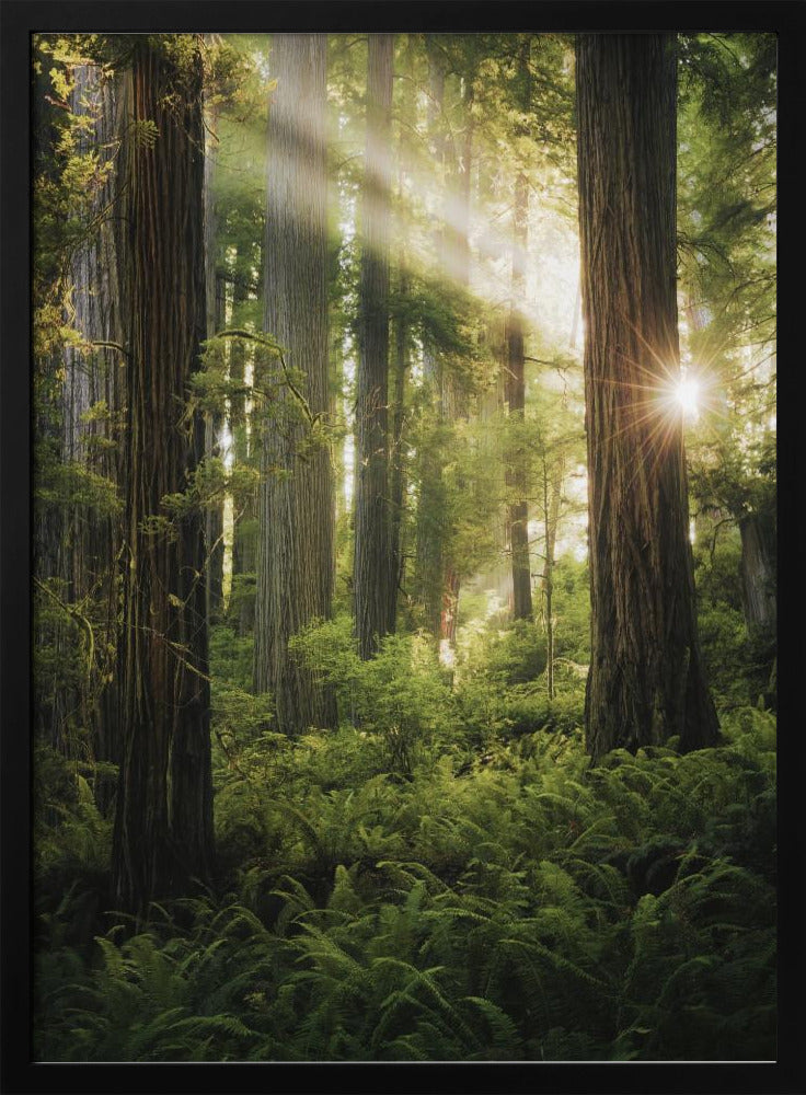 Feenwald | Poster