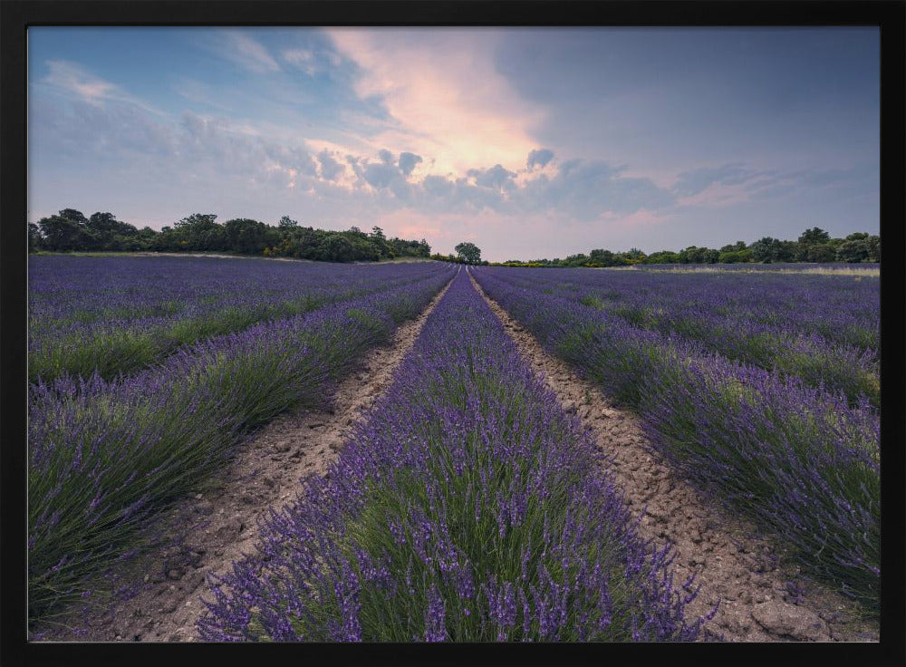 Blauer Lavendel | Poster