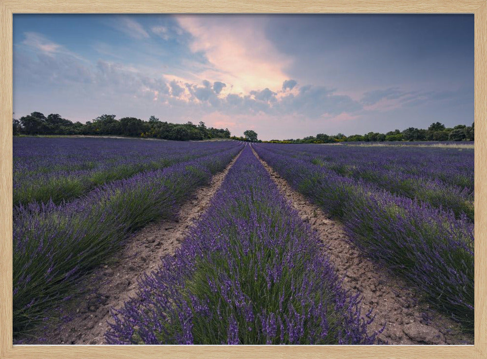 Blauer Lavendel | Poster