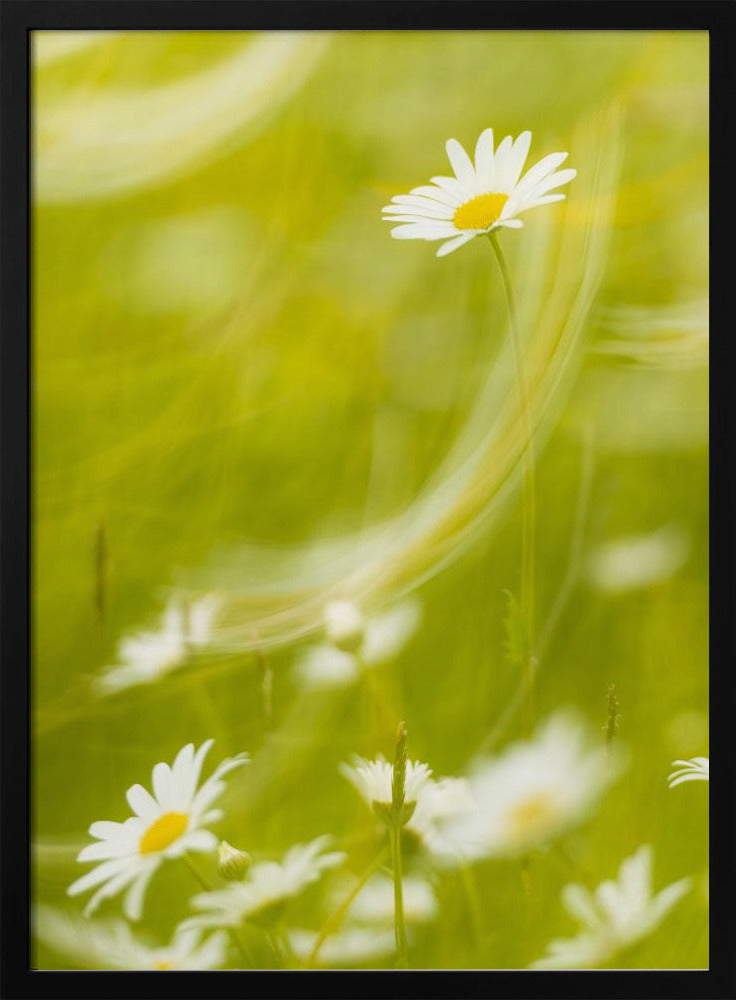 Daisies | Poster