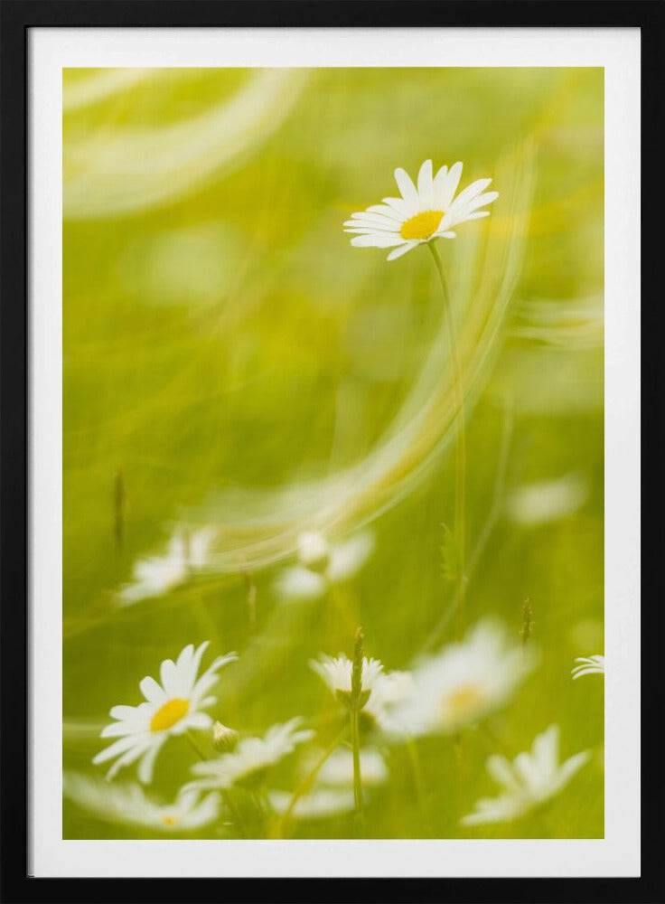 Daisies | Poster