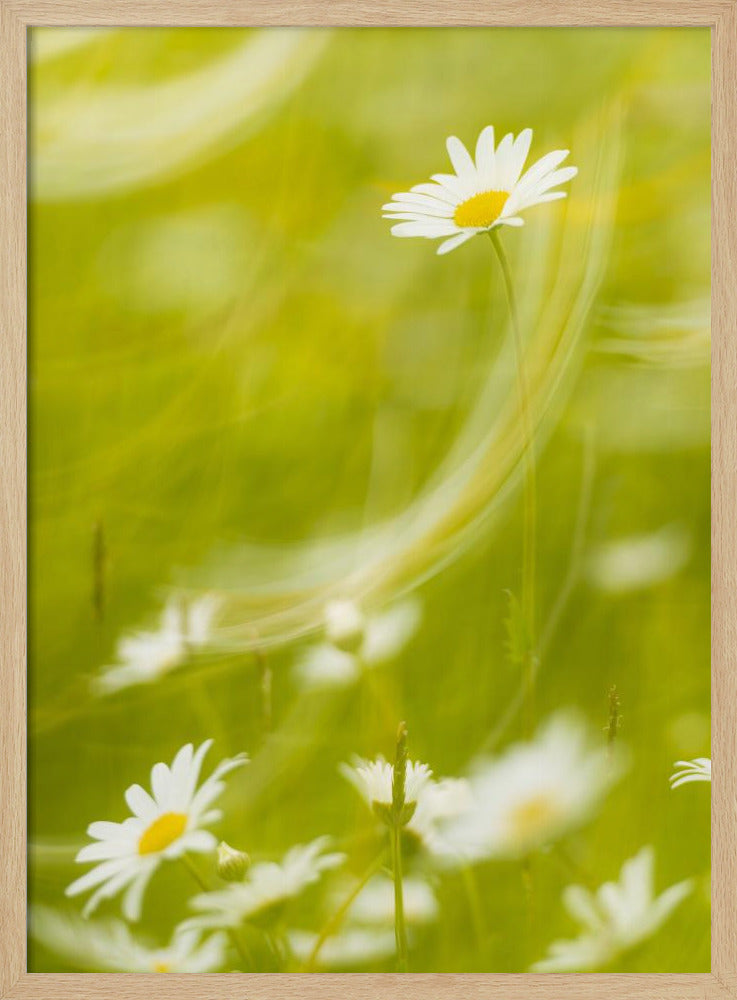 Daisies | Poster