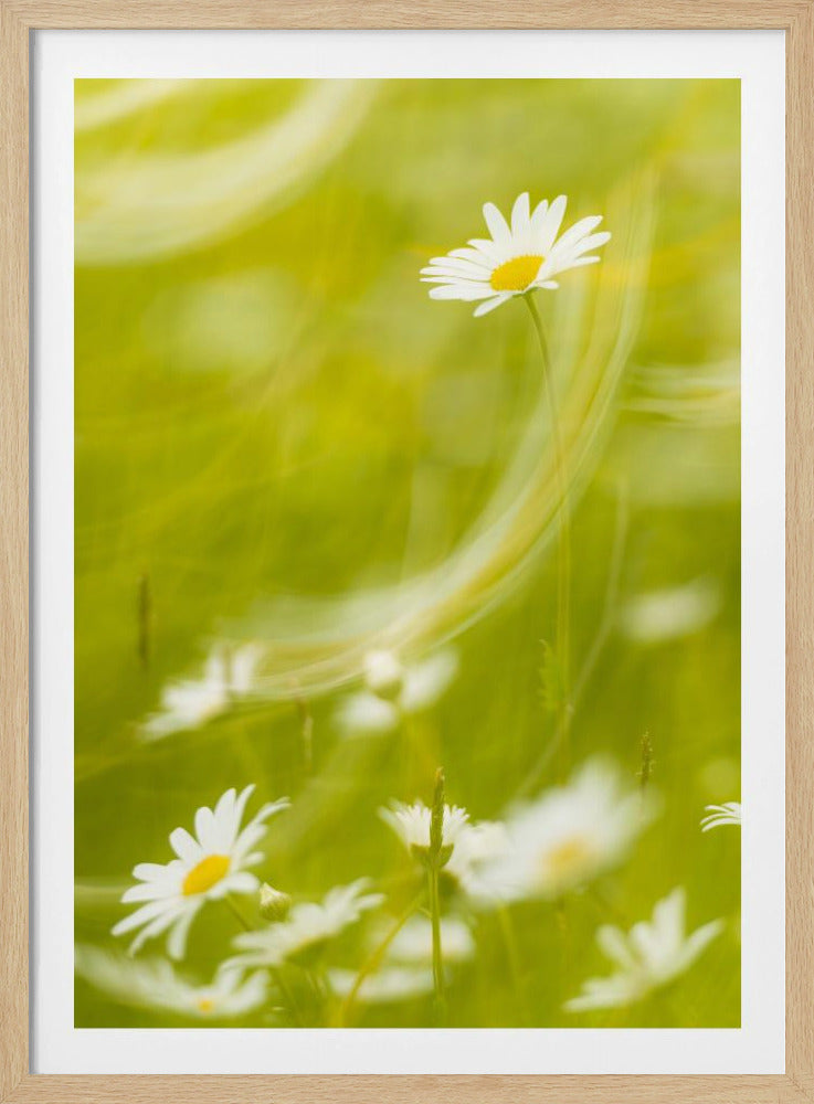 Daisies | Poster