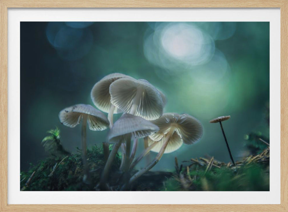 Waldträume | Poster