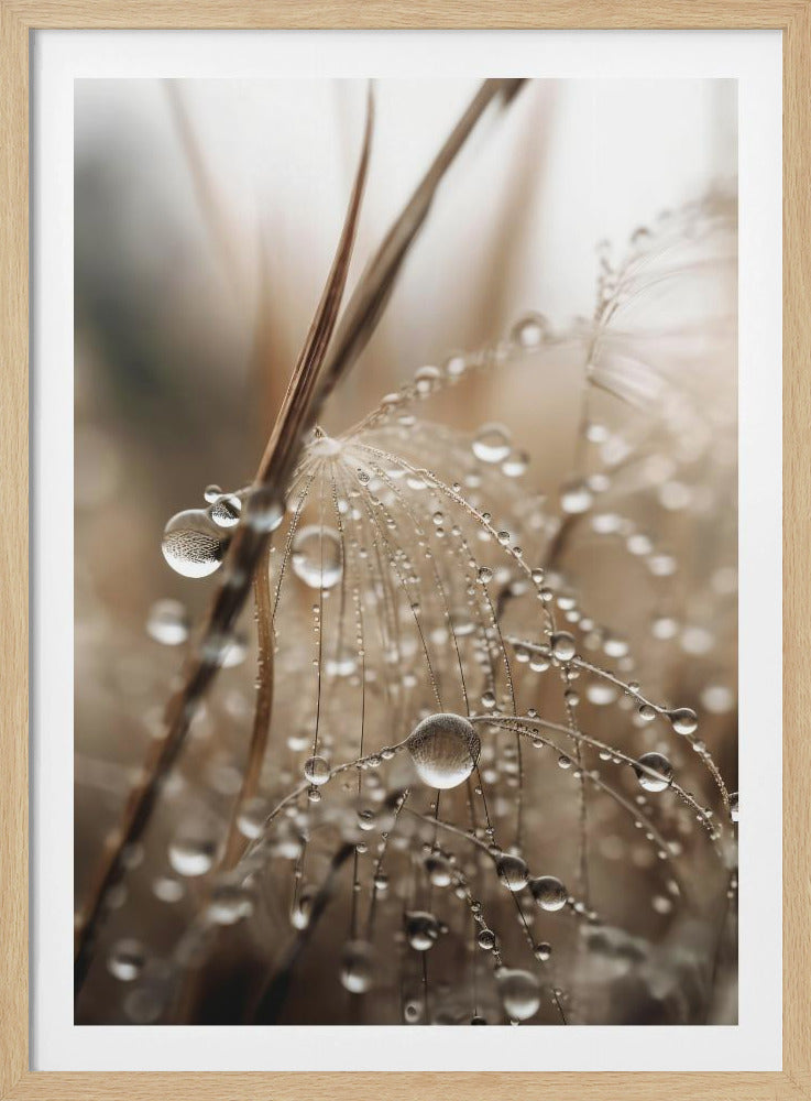 Taufrisches Filigran | Poster