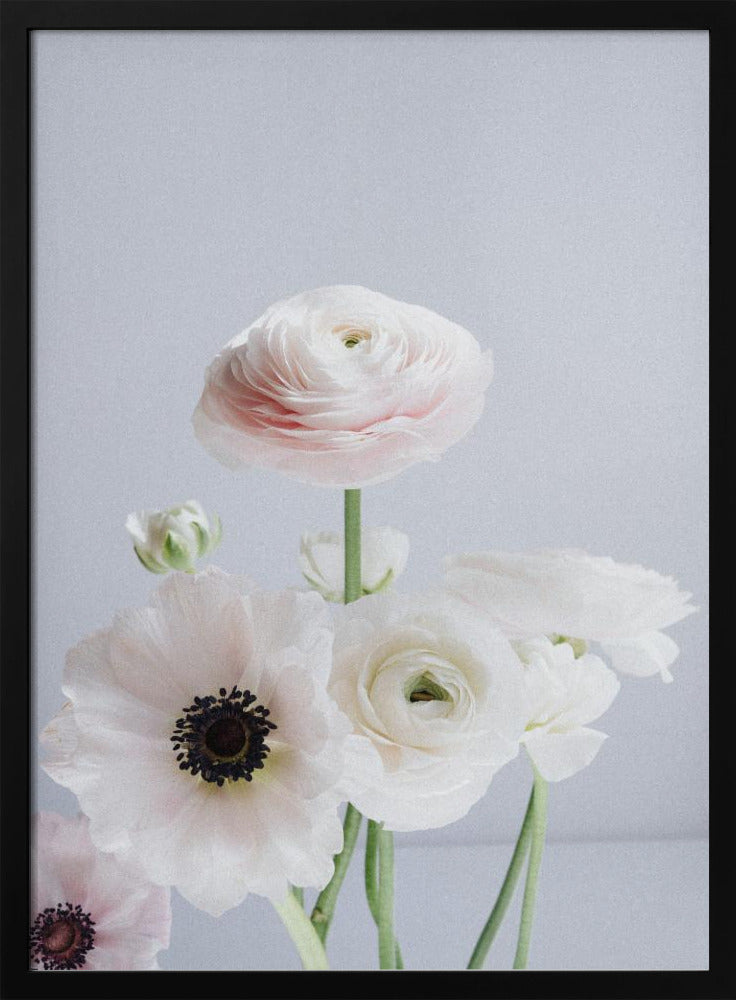 Weiße und blassrosa Ranunkelnblüten | Poster