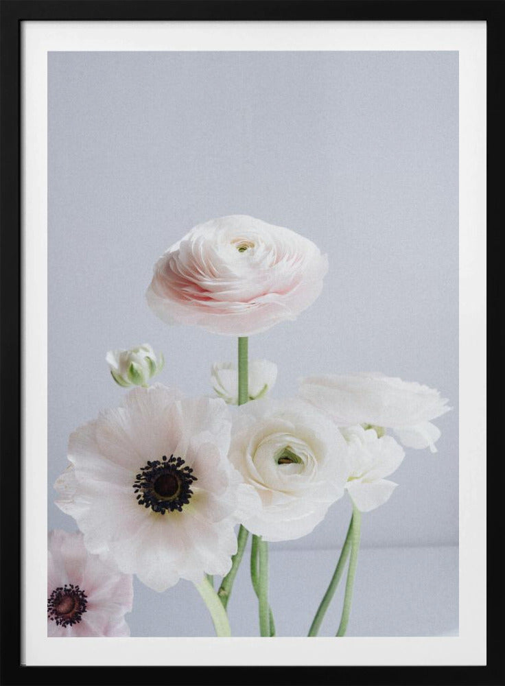 Weiße und blassrosa Ranunkelnblüten | Poster
