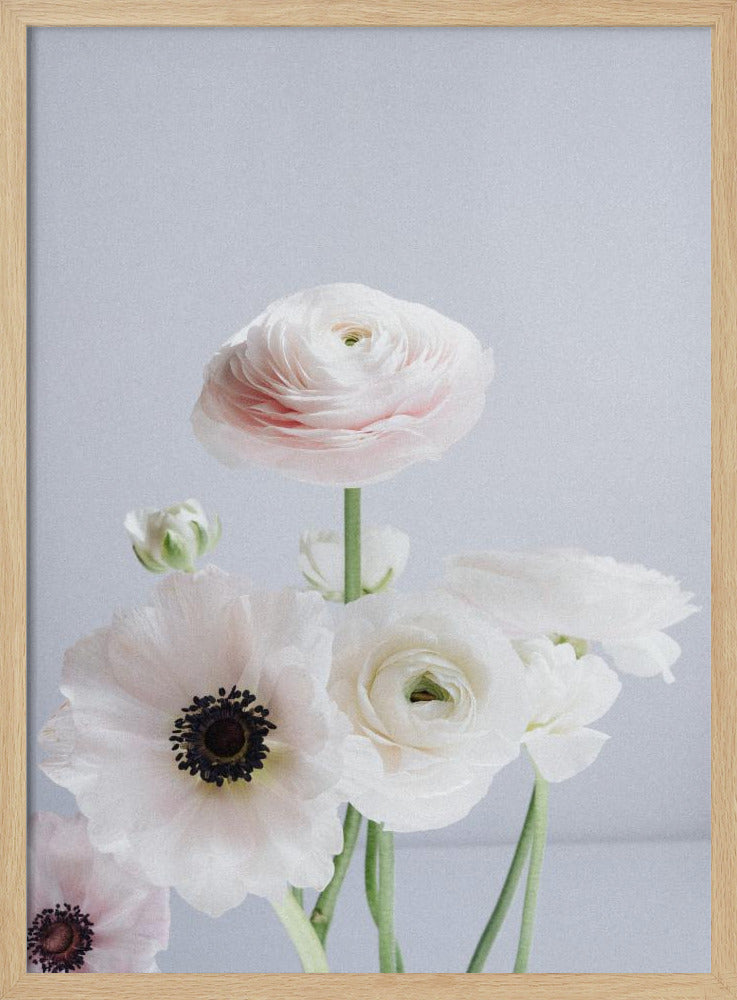 Weiße und blassrosa Ranunkelnblüten | Poster