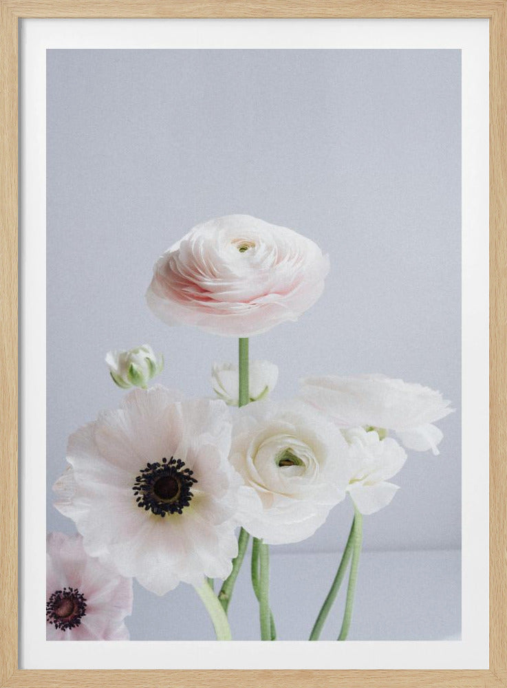 Weiße und blassrosa Ranunkelnblüten | Poster
