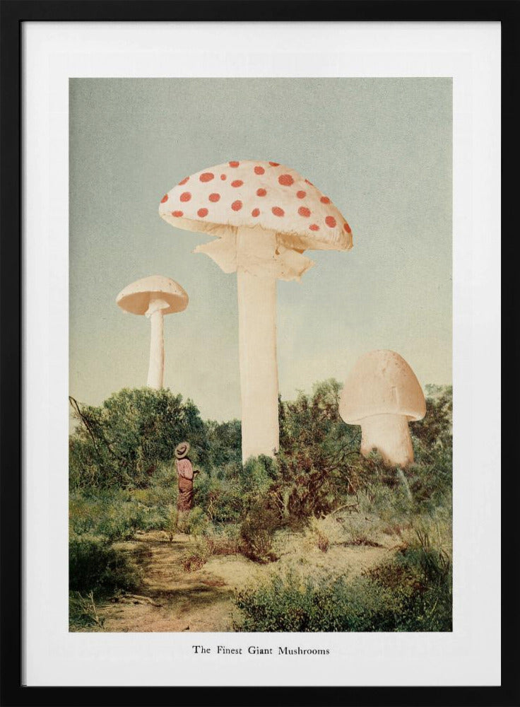 Der schönste Riesenpilz | Poster