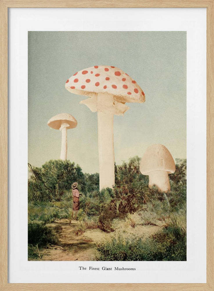 Der schönste Riesenpilz | Poster