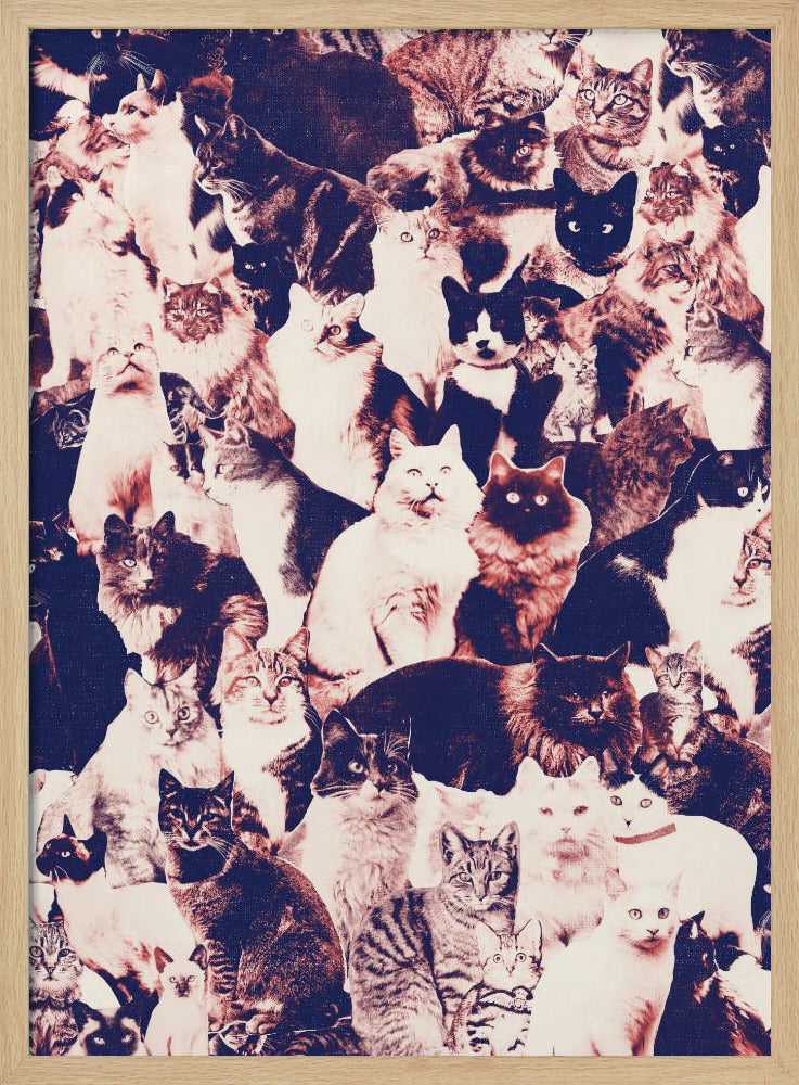 Katzen für immer | Poster