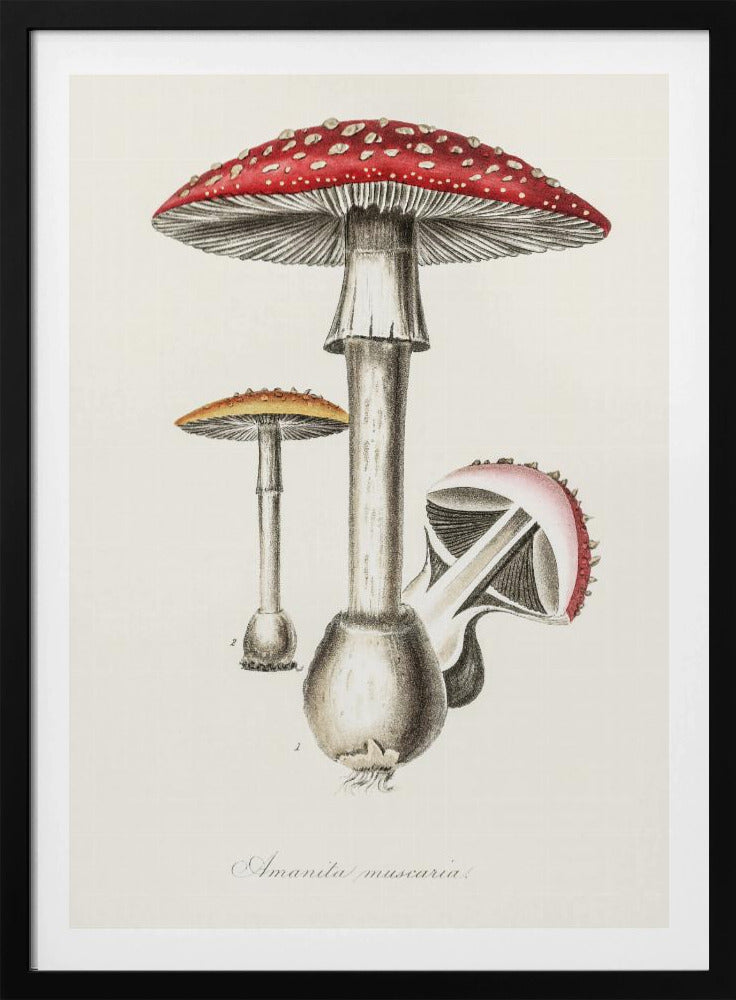 Illustration des Fliegenpilzes. Medizinische Botanik 1836 | Poster