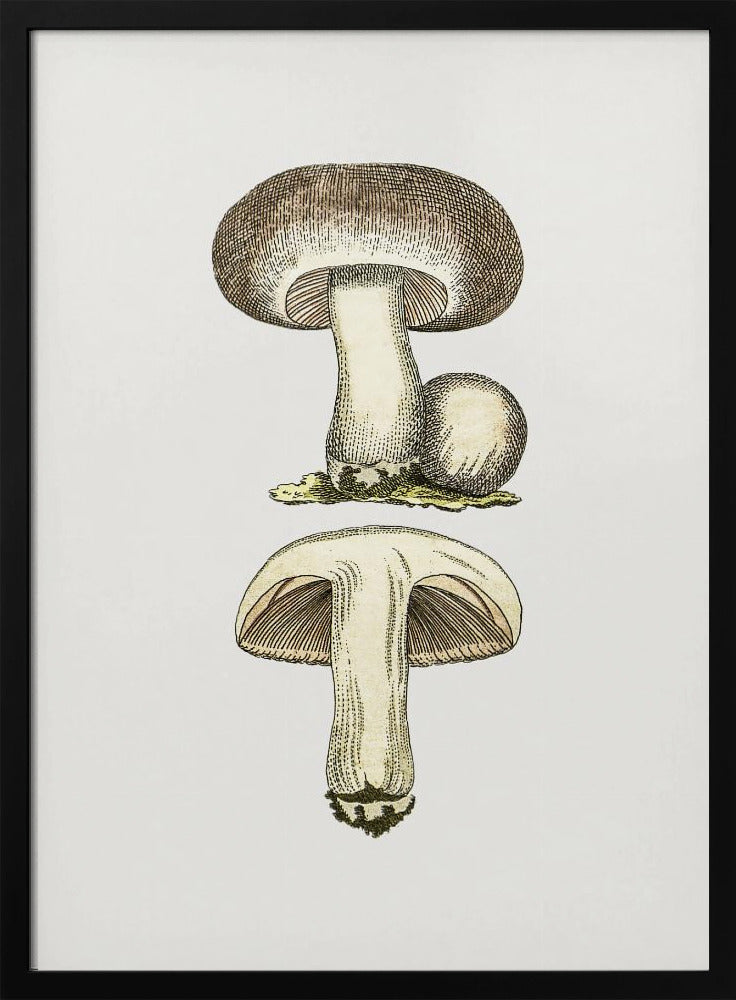 Handgezeichneter Feldpilz Grau | Poster