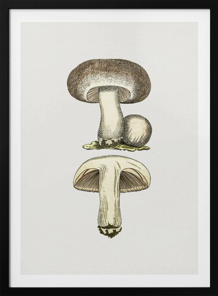 Handgezeichneter Feldpilz Grau | Poster