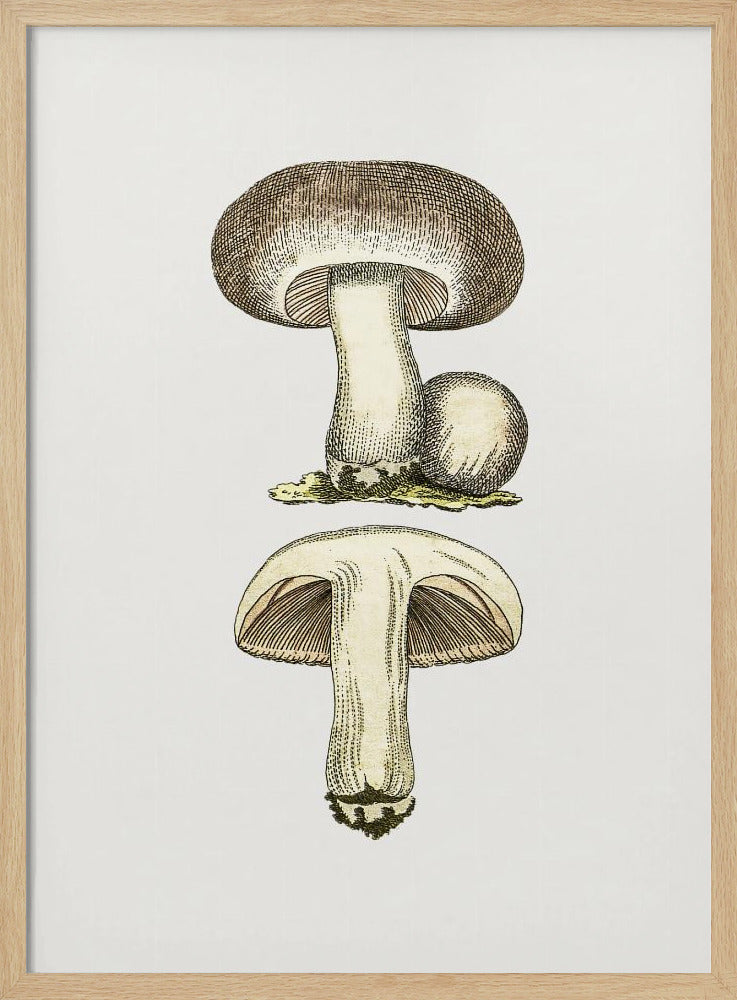 Handgezeichneter Feldpilz Grau | Poster