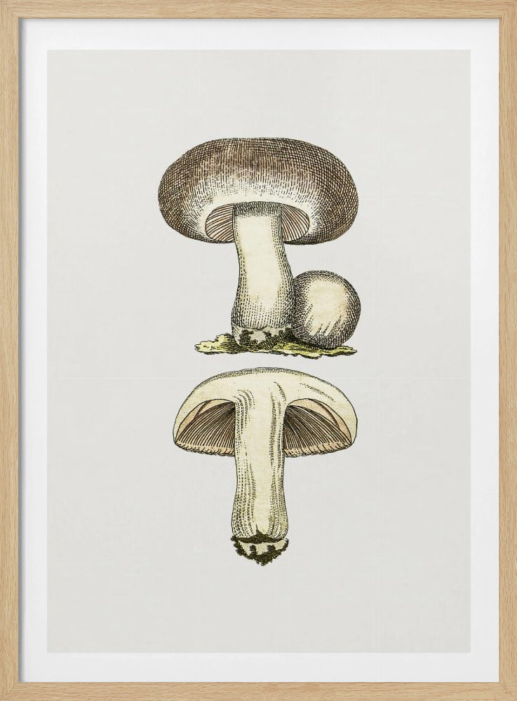 Handgezeichneter Feldpilz Grau | Poster
