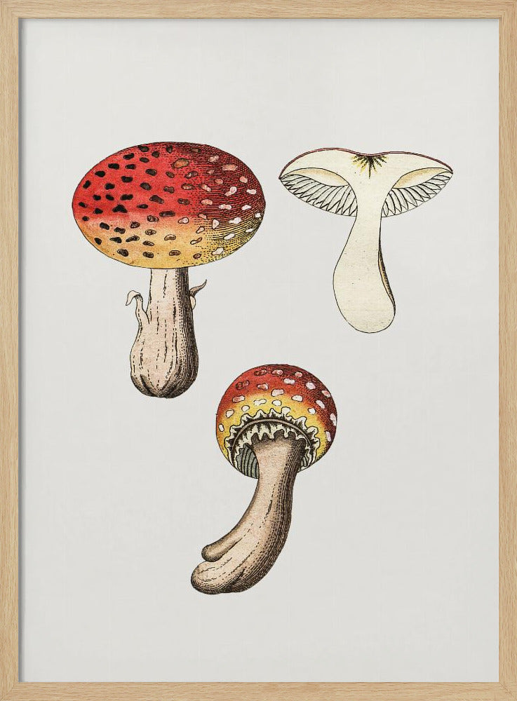 Hand Drawn Fly Agaric Mushroom | Poster
