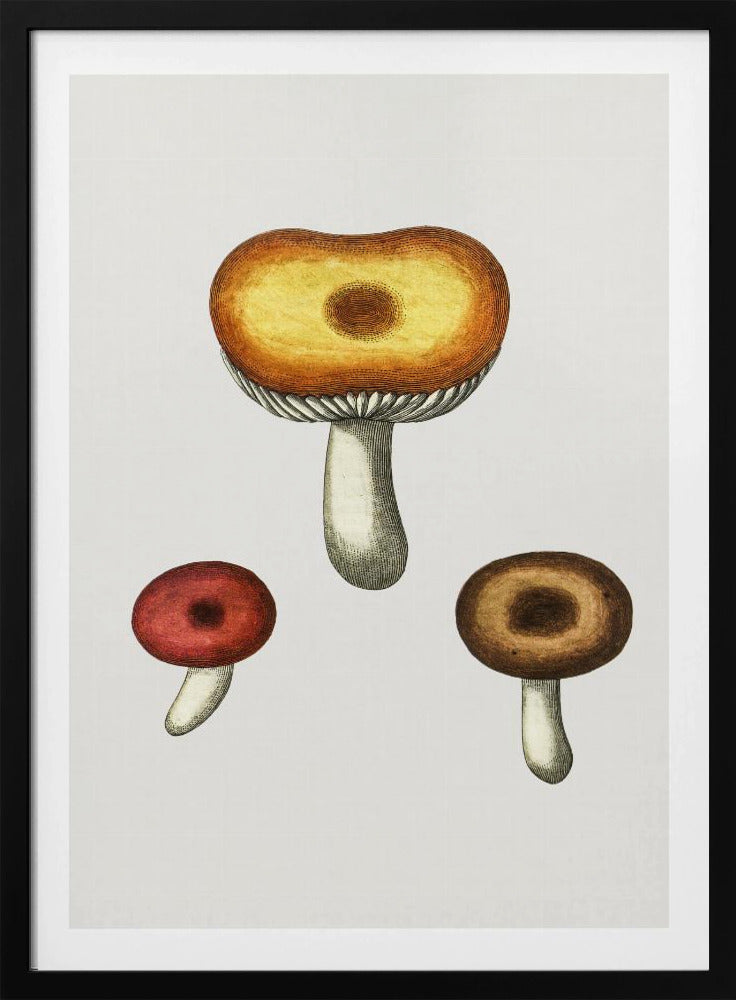 Handgezeichneter Galerina-Pilz | Poster