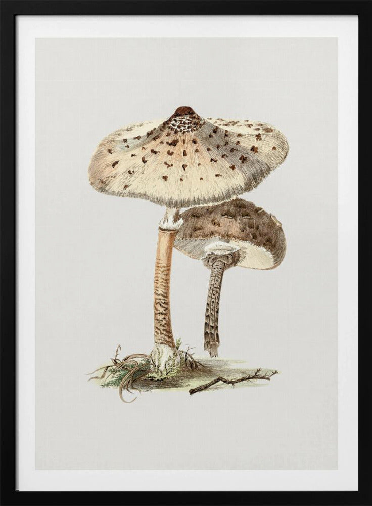 Hand Drawn Parasol Mushroom | Poster