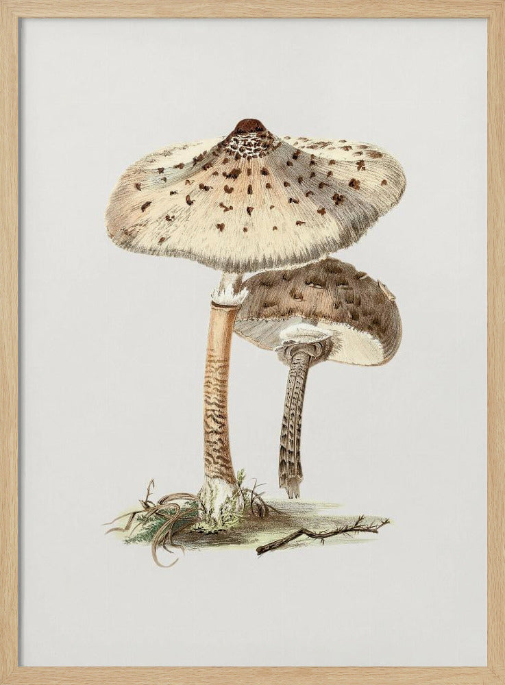 Hand Drawn Parasol Mushroom | Poster