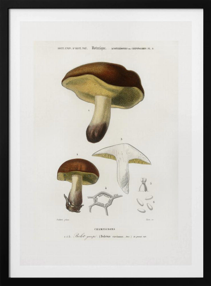 Pilz (Boletus Circinans) | Poster