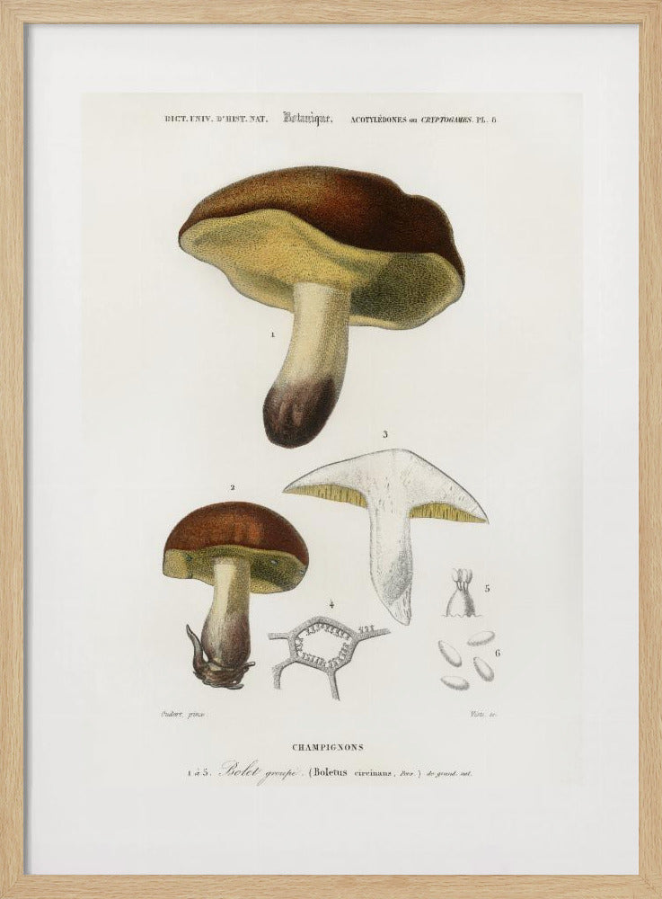 Pilz (Boletus Circinans) | Poster