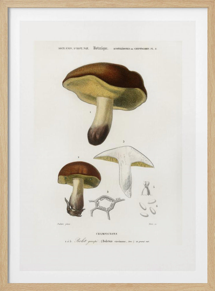 Pilz (Boletus Circinans) | Poster