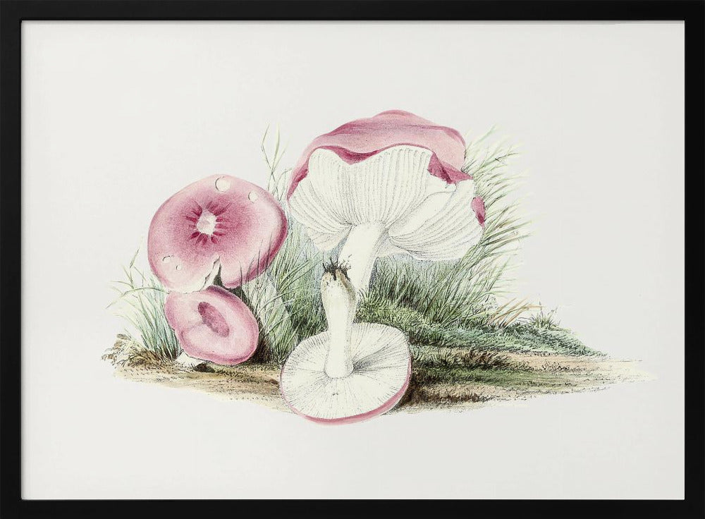 Vintager Russula Emetica Pilz Poster