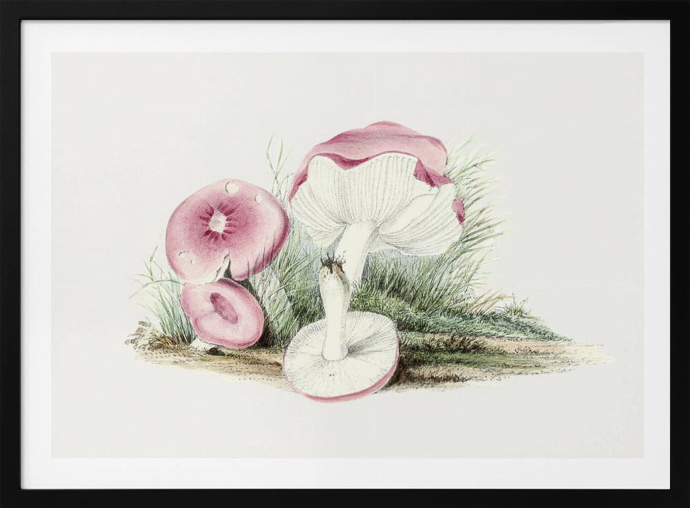 Vintager Russula Emetica Pilz Poster