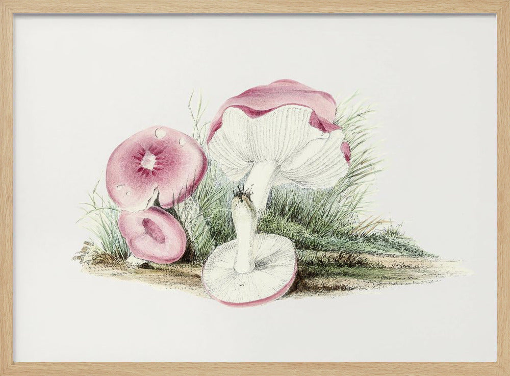 Vintager Russula Emetica Pilz Poster