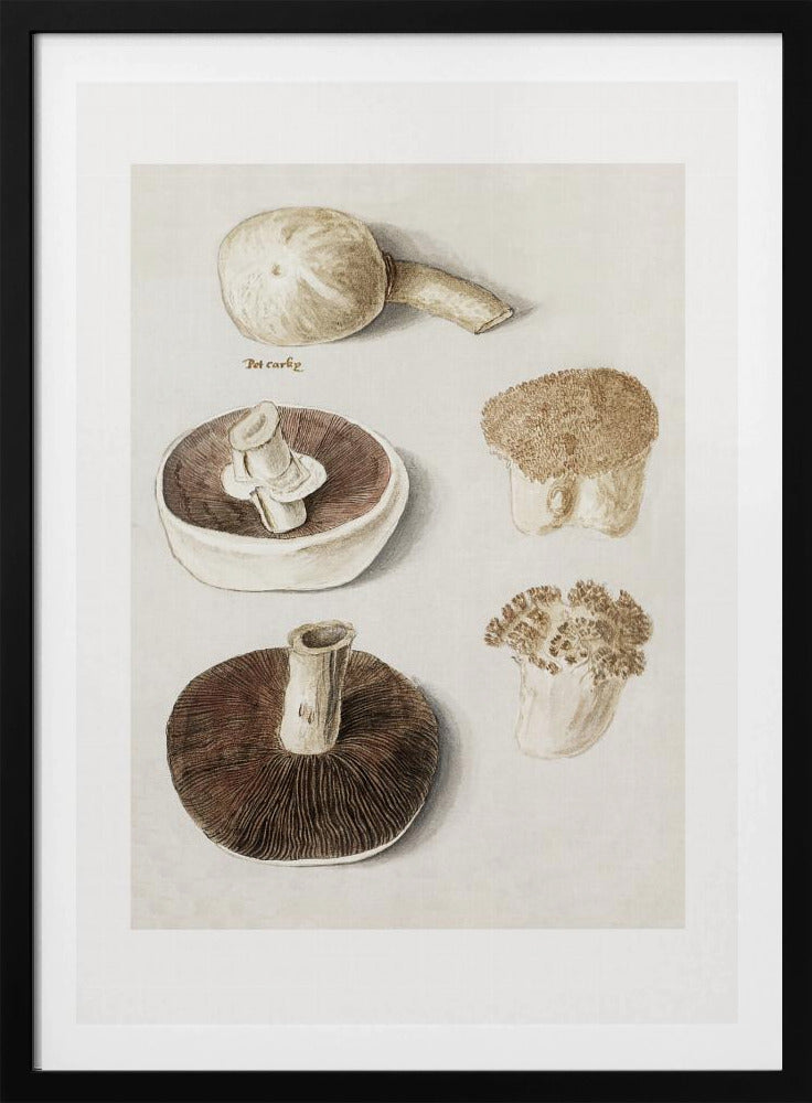 Gewöhnlicher Wiesenpilz, Agaricus Campestris stehend | Poster