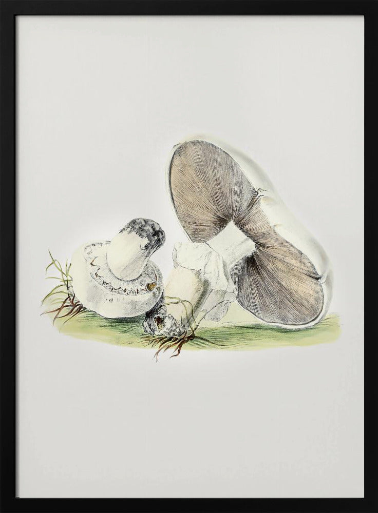 Handgezeichnetes Pferd Pilz stehend | Poster