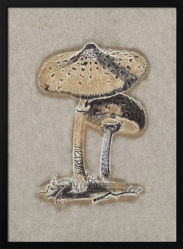 Hand Drawn Parasol Mushroom Brown | Poster
