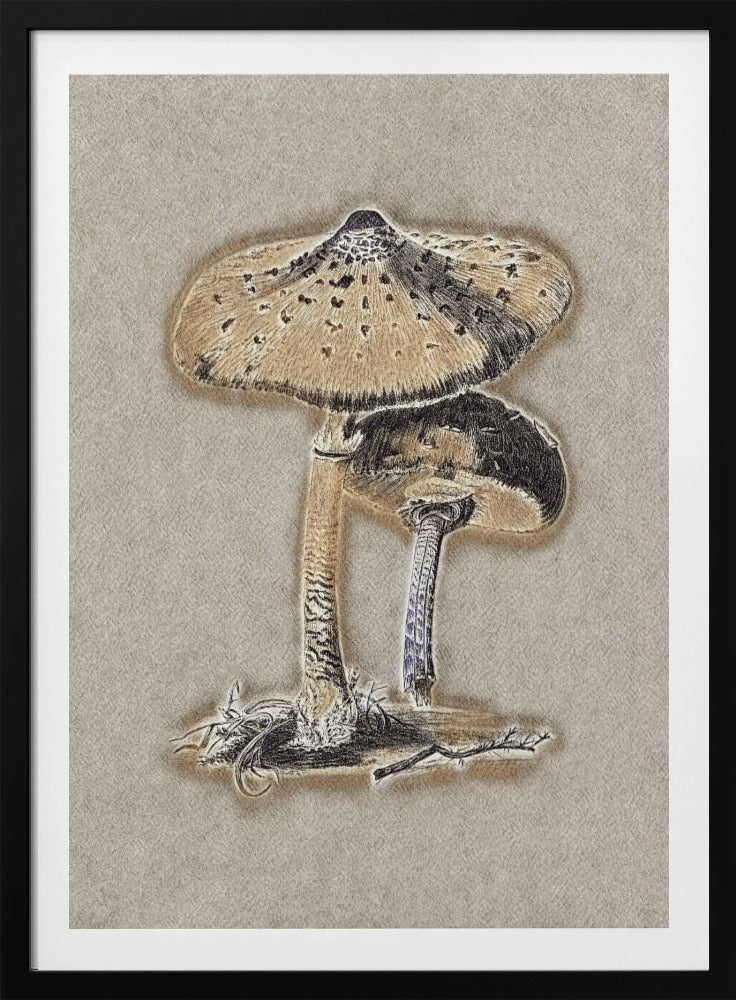 Hand Drawn Parasol Mushroom Brown | Poster